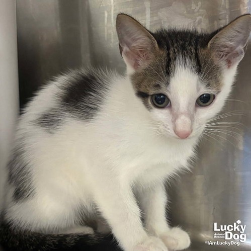 LEO - Domestic Shorthair available for adoption