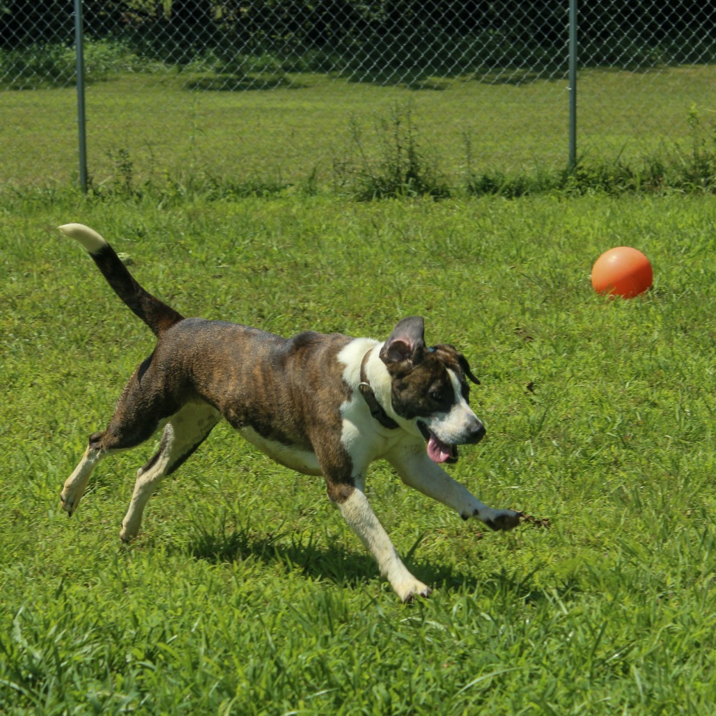Izzy, photo 15