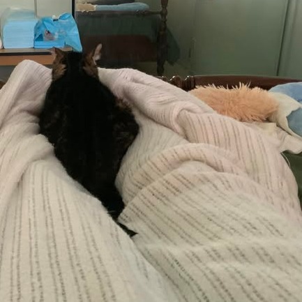 Kiki, photo 6