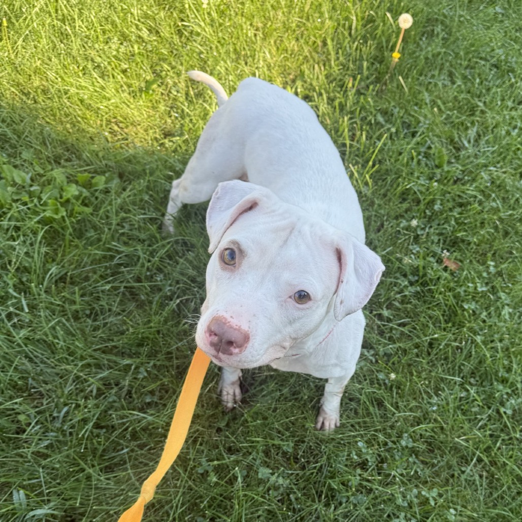 Photo of Pearl 9
