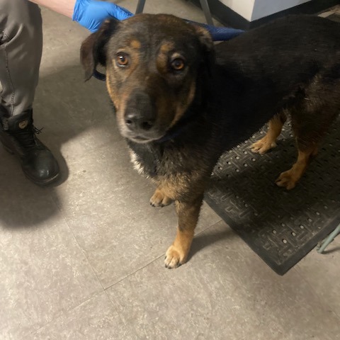 Buster — thumbnail 2