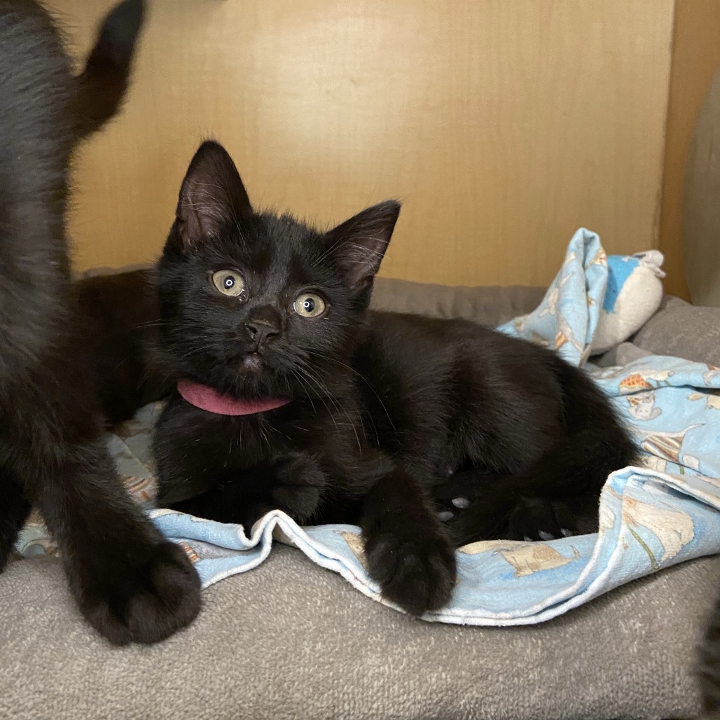 CHARGER - Domestic Shorthair available for adoption