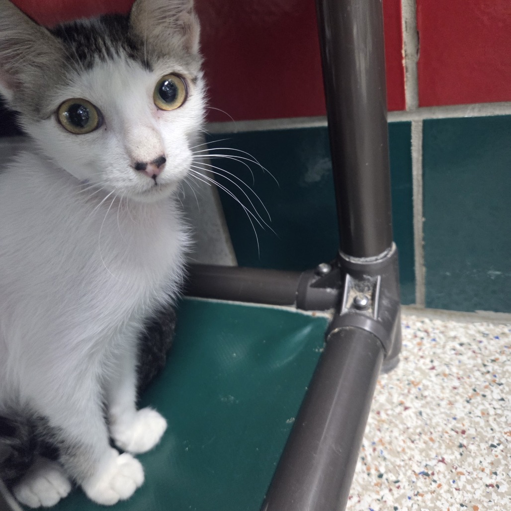 GASTON - Domestic Shorthair available for adoption