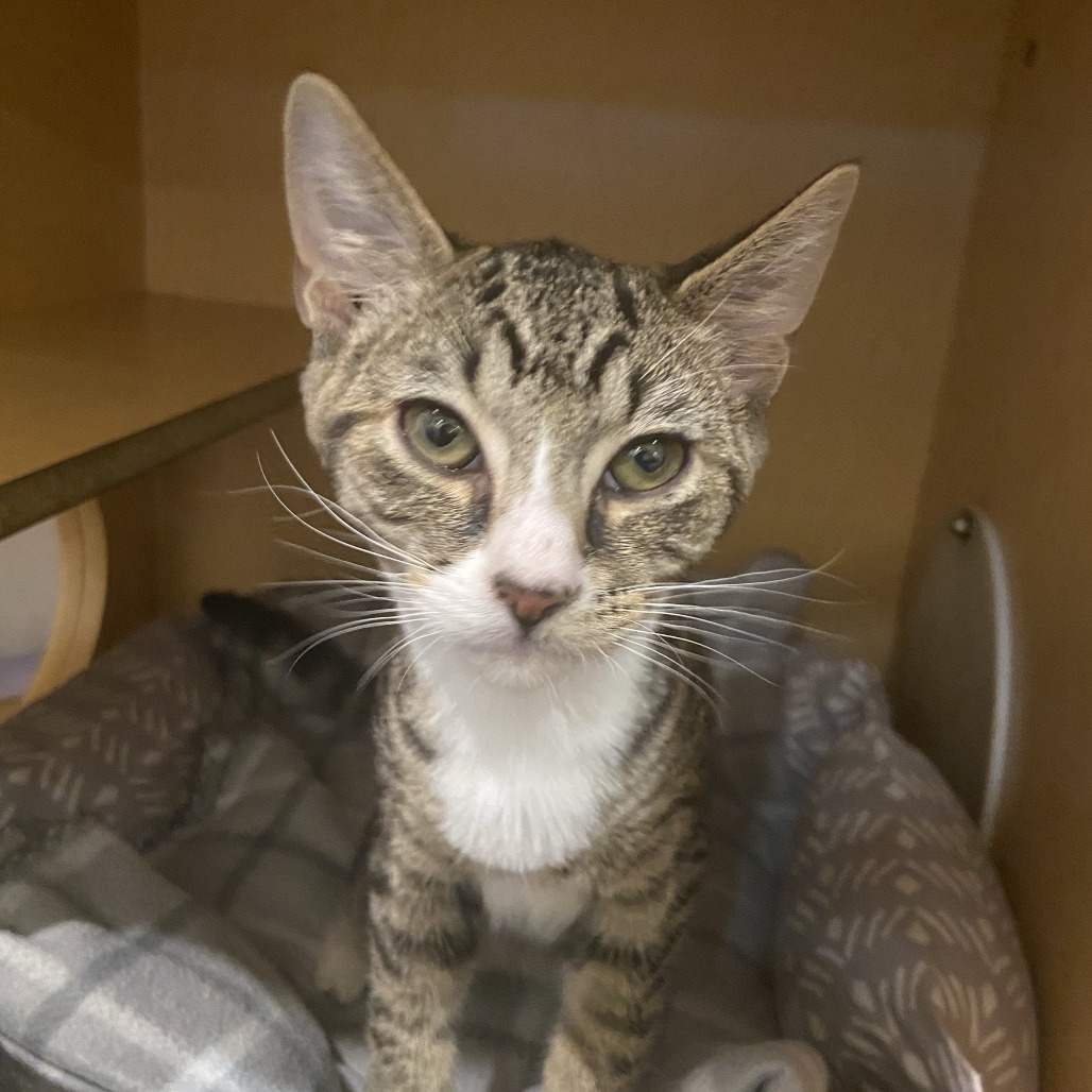 LEDA BEDA - Domestic Shorthair available for adoption