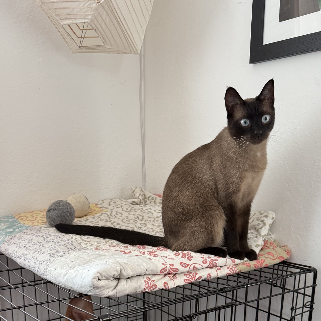 Siamese Cat Rescue: Lifesaving Tips to Find Your Perfect Pet