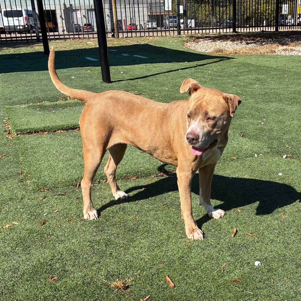 Olive (Formerly Copper), photo 14