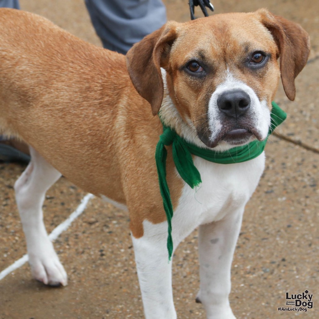MARCIE - Retriever / Labrador available for adoption