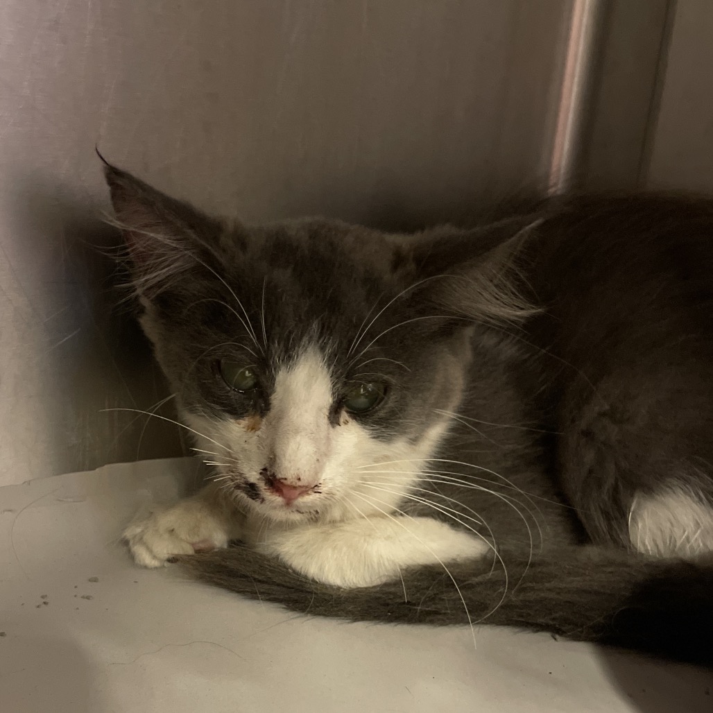 MIKE - Domestic Shorthair available for adoption