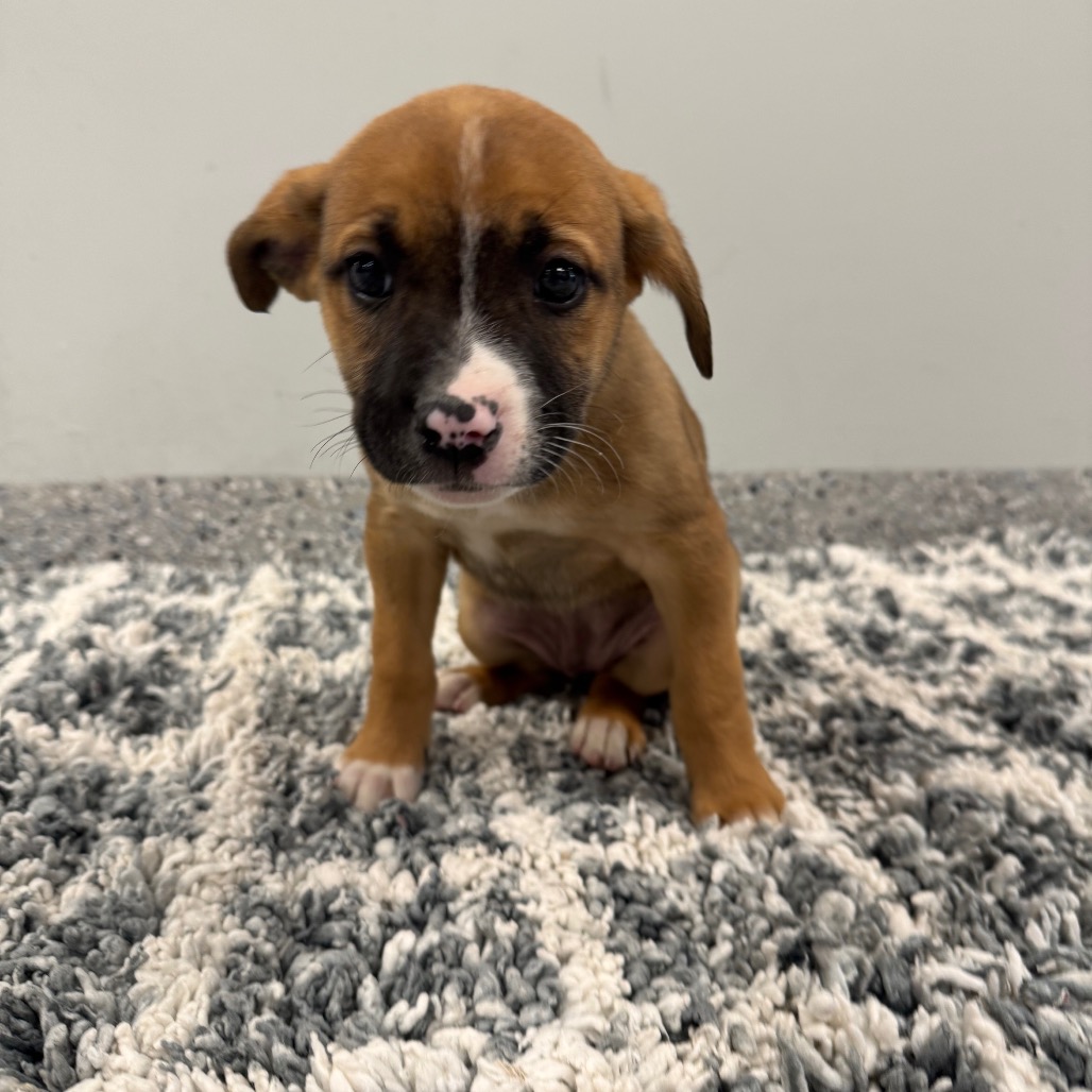 LEMON - Terrier / Mix for adoption in Dayton