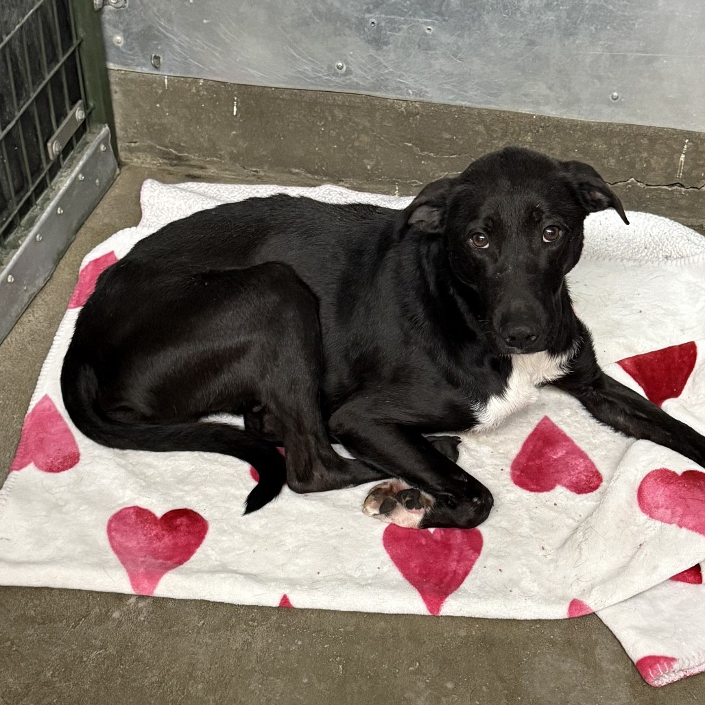 Dexter, adoptable at Endless Pawsibilities