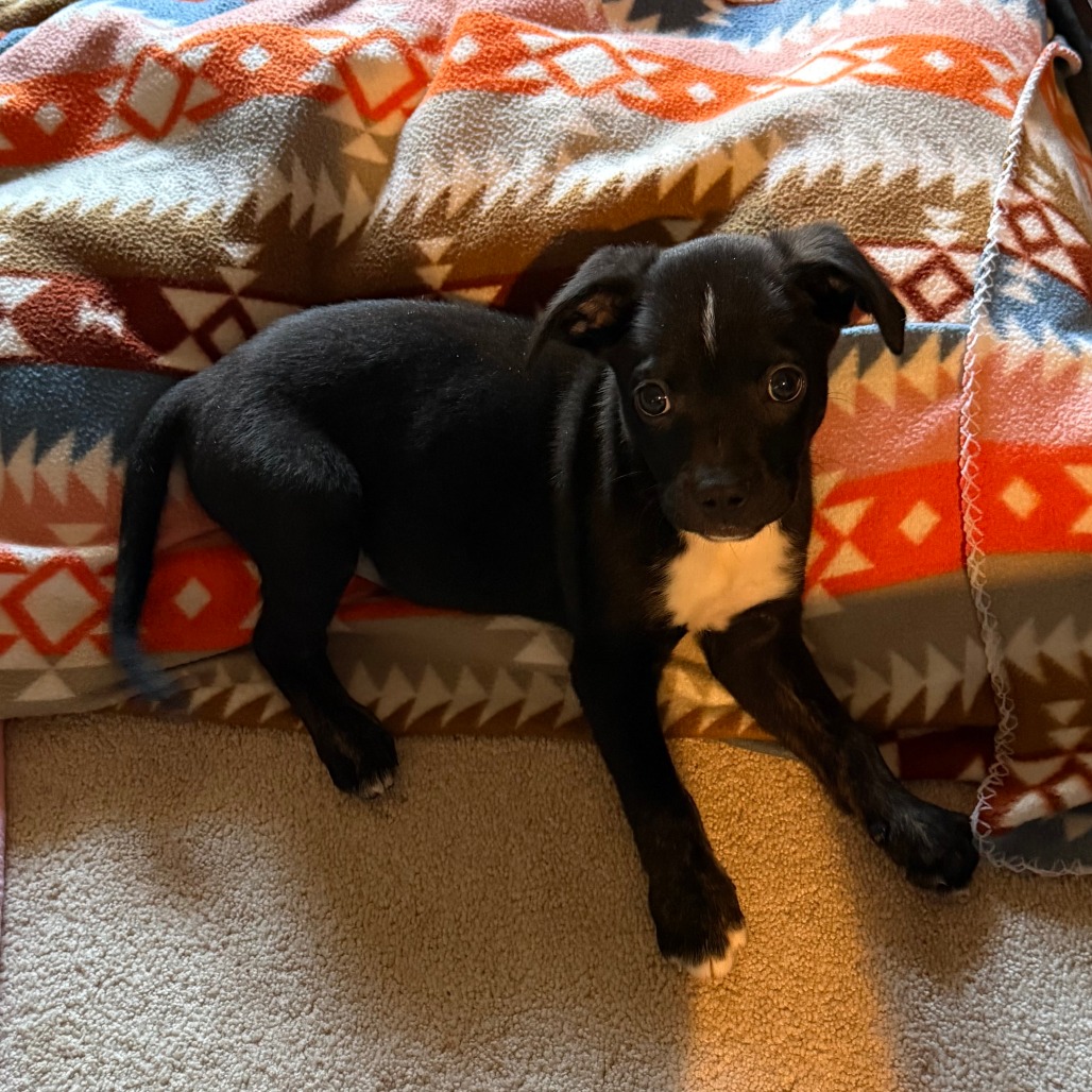 Waylon, photo 18
