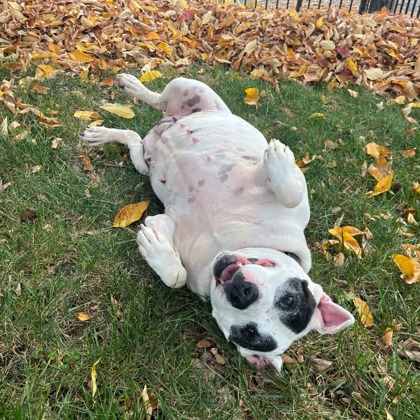 Diamond — thumbnail 9