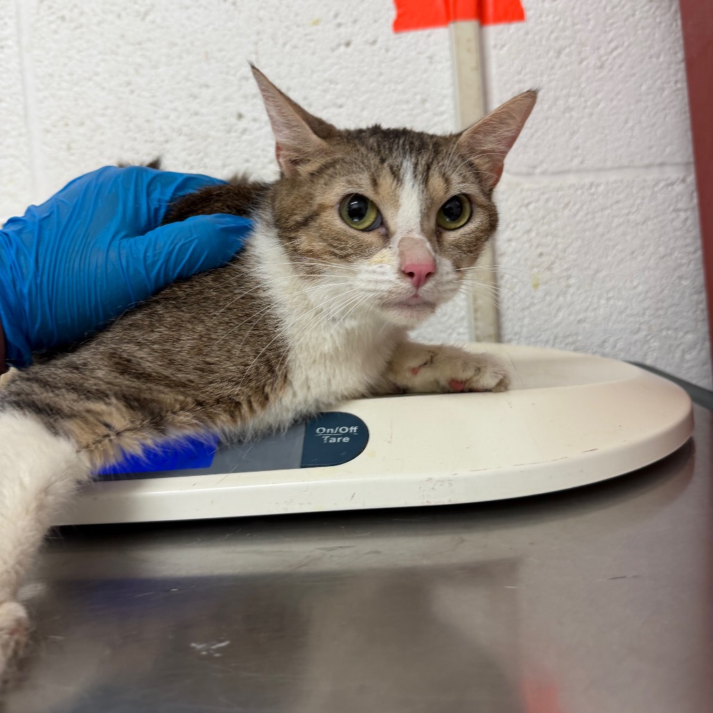 OMELETTE - Domestic Shorthair available for adoption