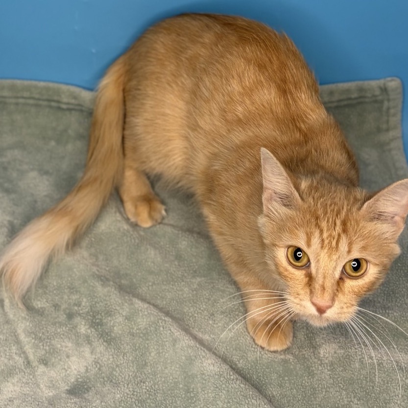 SUNNY - Domestic Shorthair / Mix available for adoption