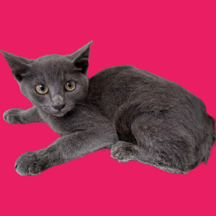 Tusc Stray 82212