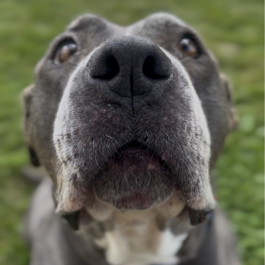 Sadie