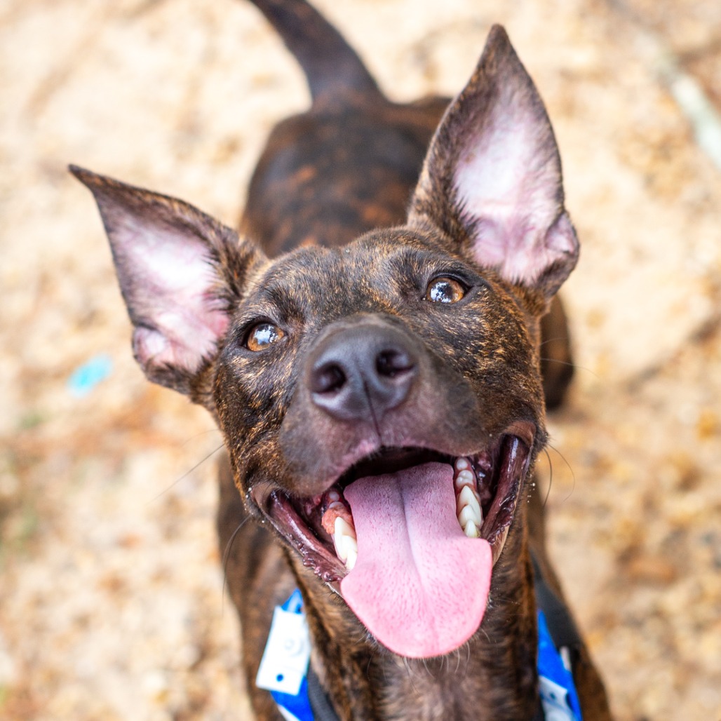 CORNDOG - Terrier / Feist available for adoption