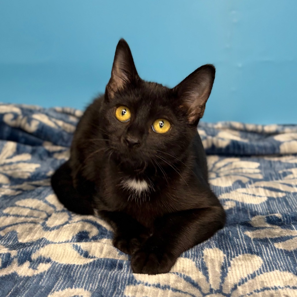 GRACIE - Domestic Shorthair available for adoption