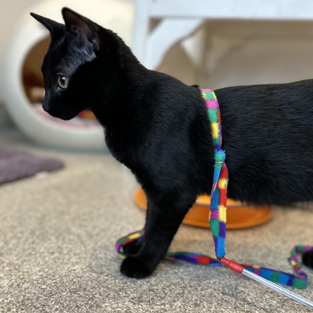 BEAU - Domestic Shorthair available for adoption
