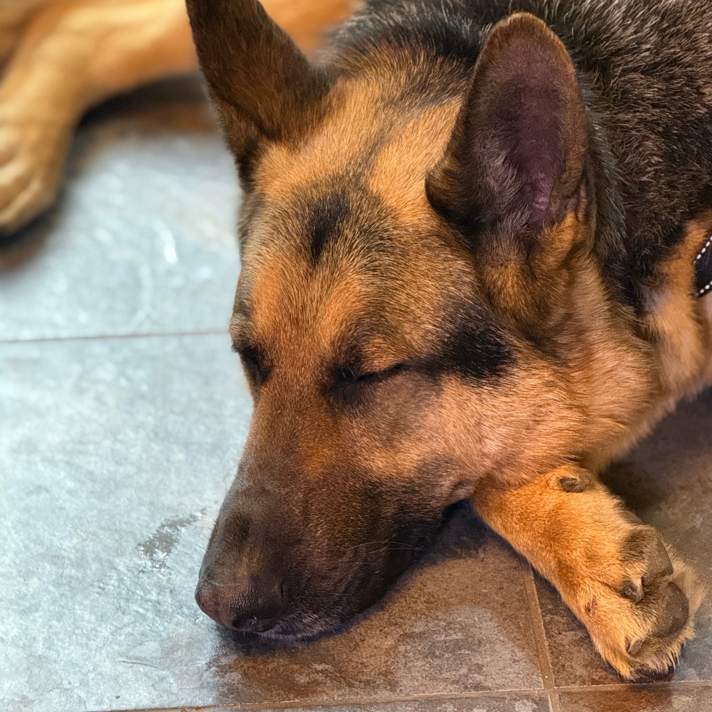 Floki, photo 10