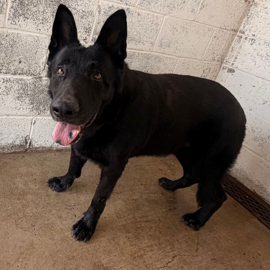 EDGAR - Shepherd available for adoption