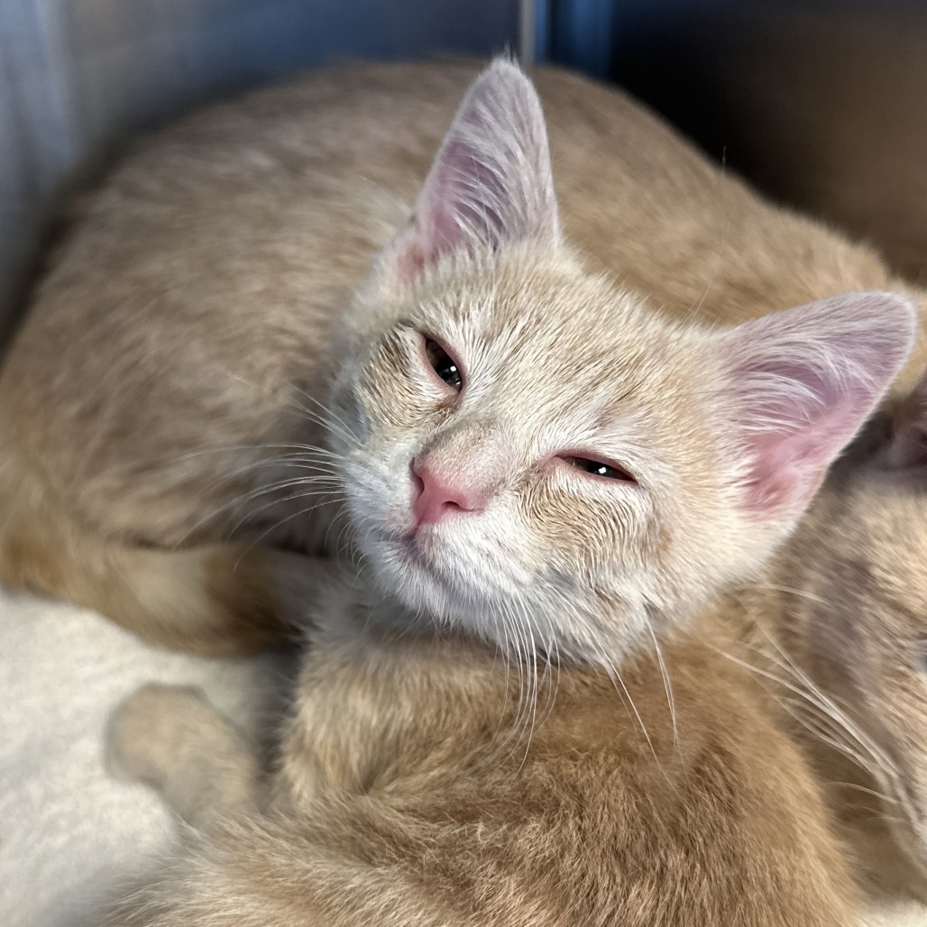 GOURD - Domestic Shorthair available for adoption
