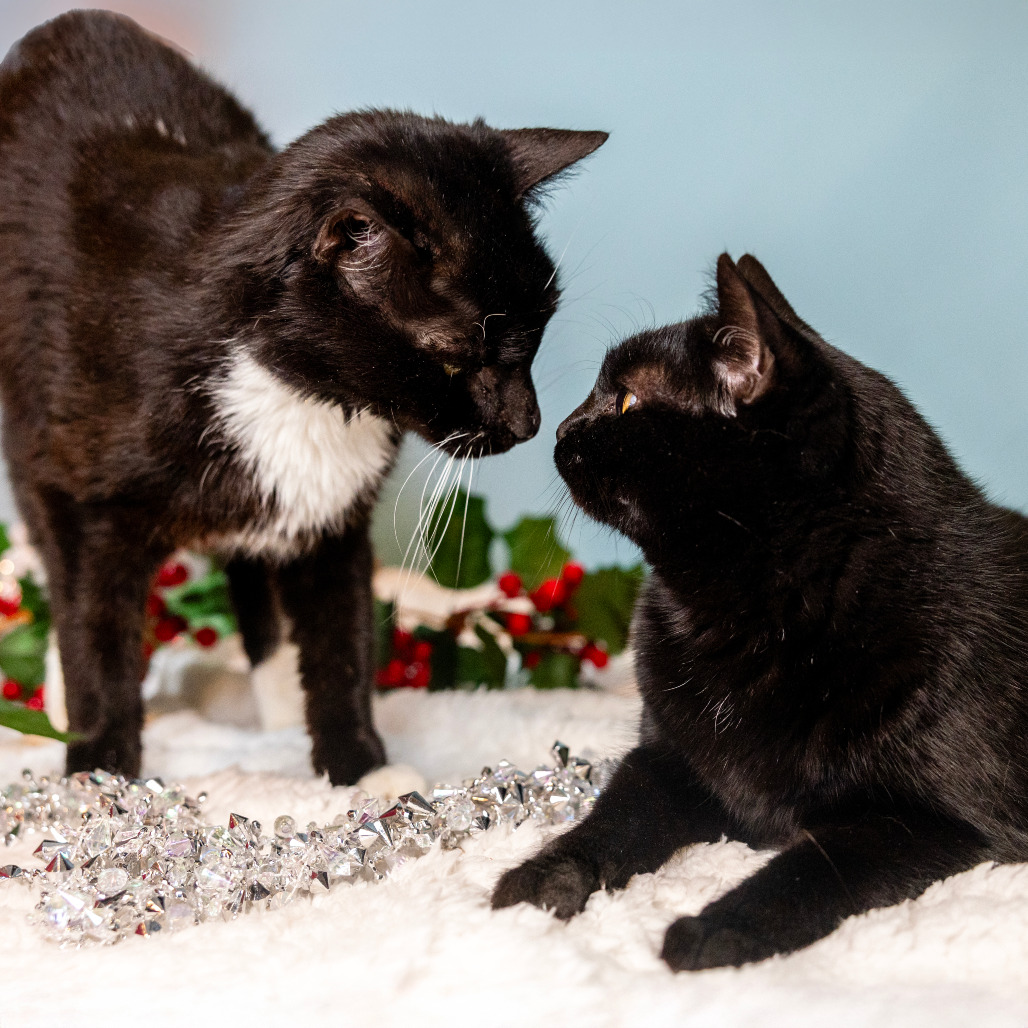 Romaine — thumbnail 3