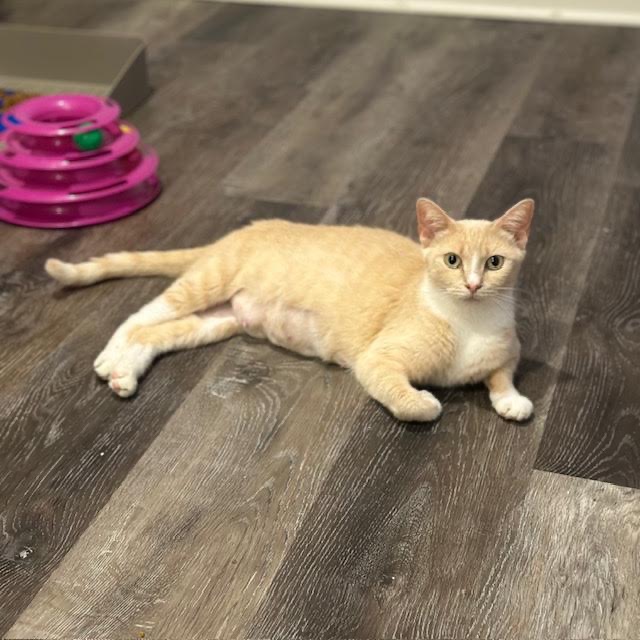DAISY - Domestic Shorthair for adoption in Madison