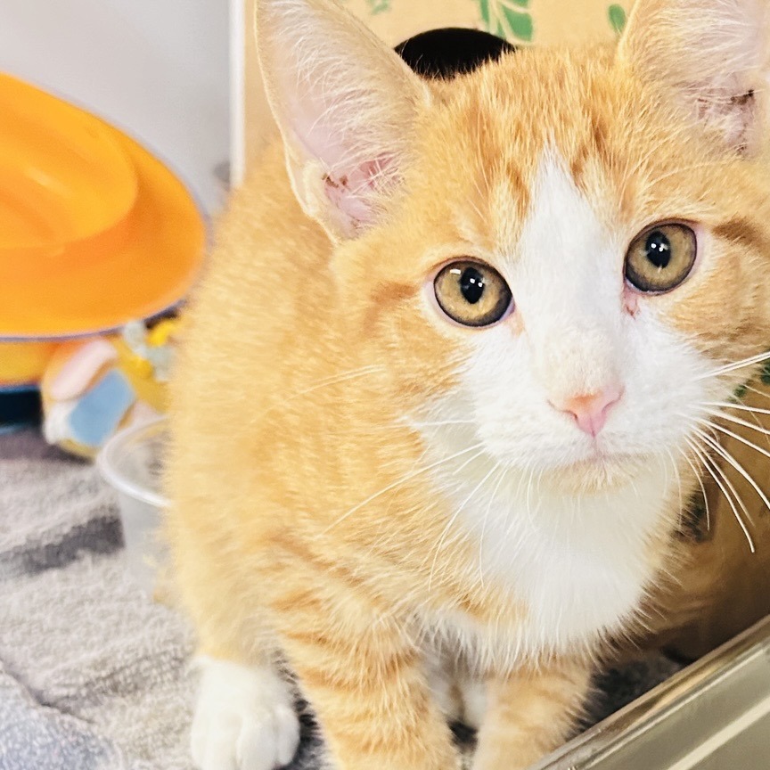 PUMPKIN PATCH [GREEN] - Domestic Shorthair available for adoption