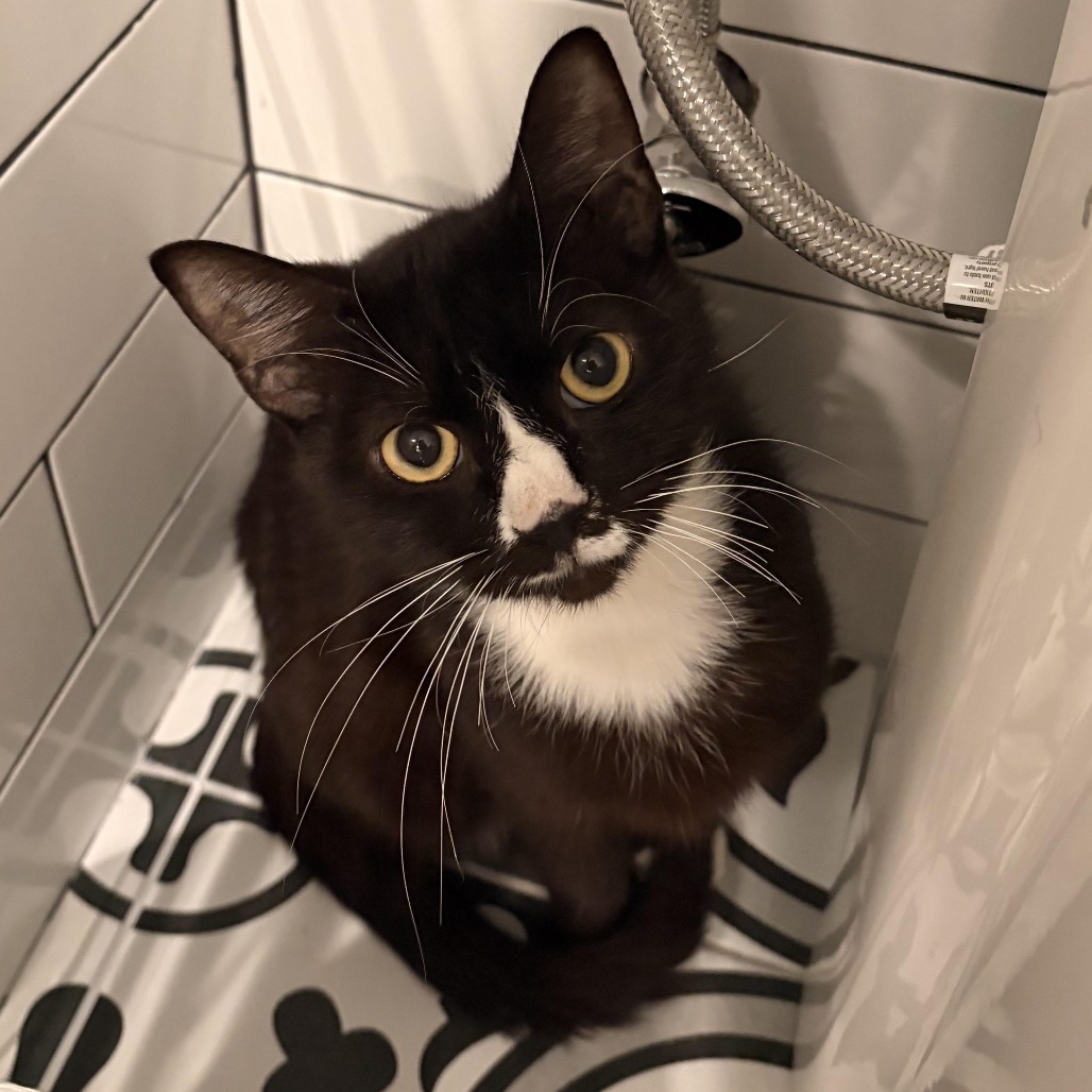 Photo of Sailor Cat Clover