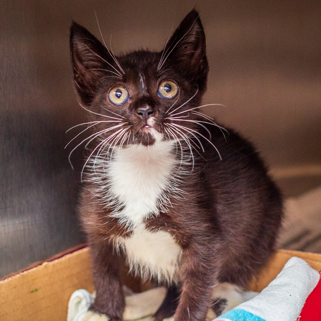 AZULA - Domestic Shorthair / Mix available for adoption