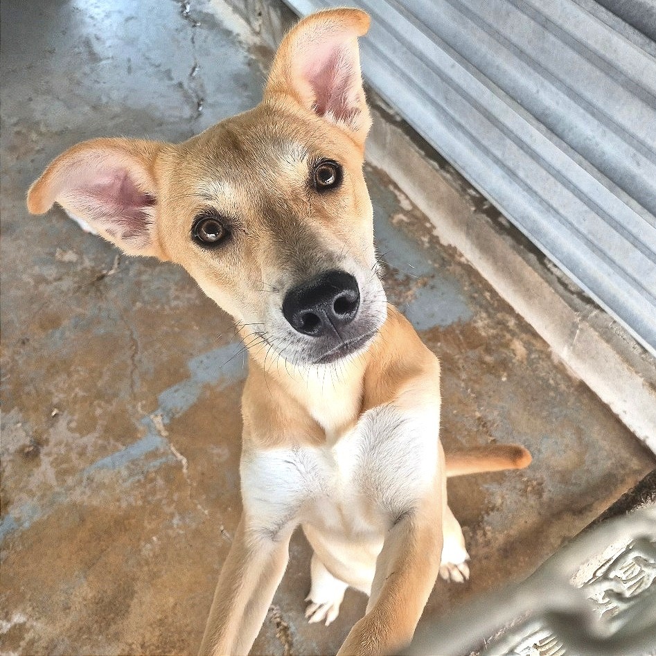 MAPLE - Shepherd available for adoption