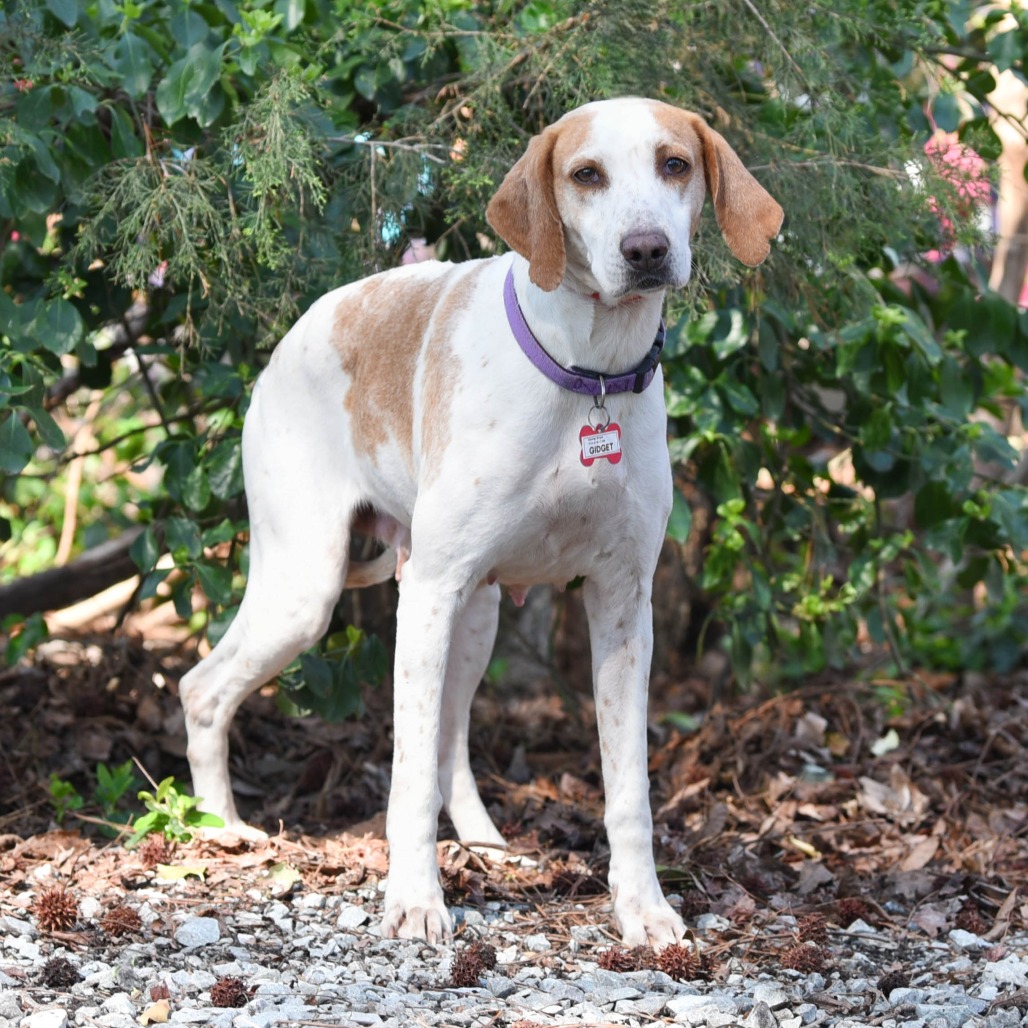 Gidget, photo 3