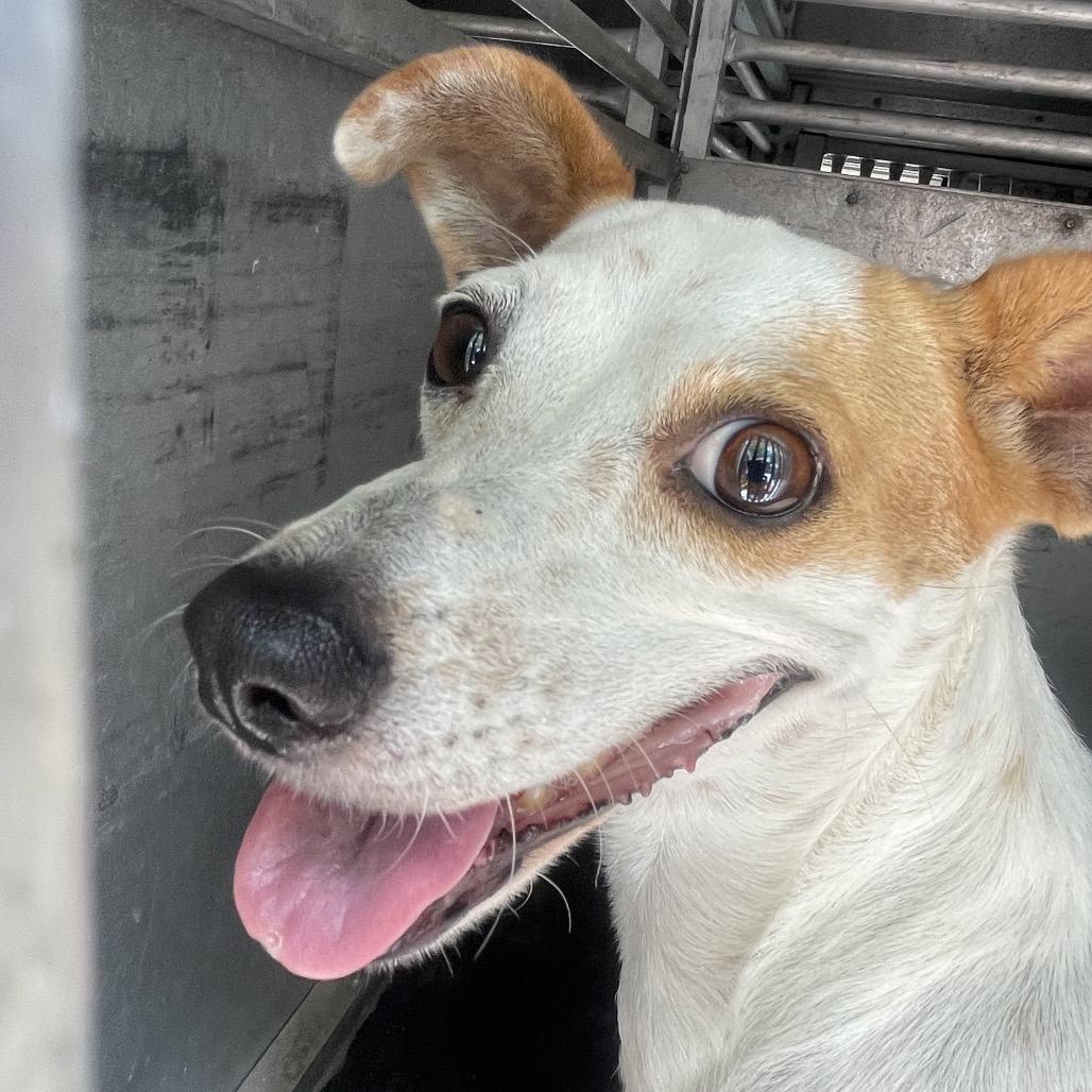 JACKFRUIT - Shepherd / Cattle Dog, Australian (Red Heeler) available for adoption