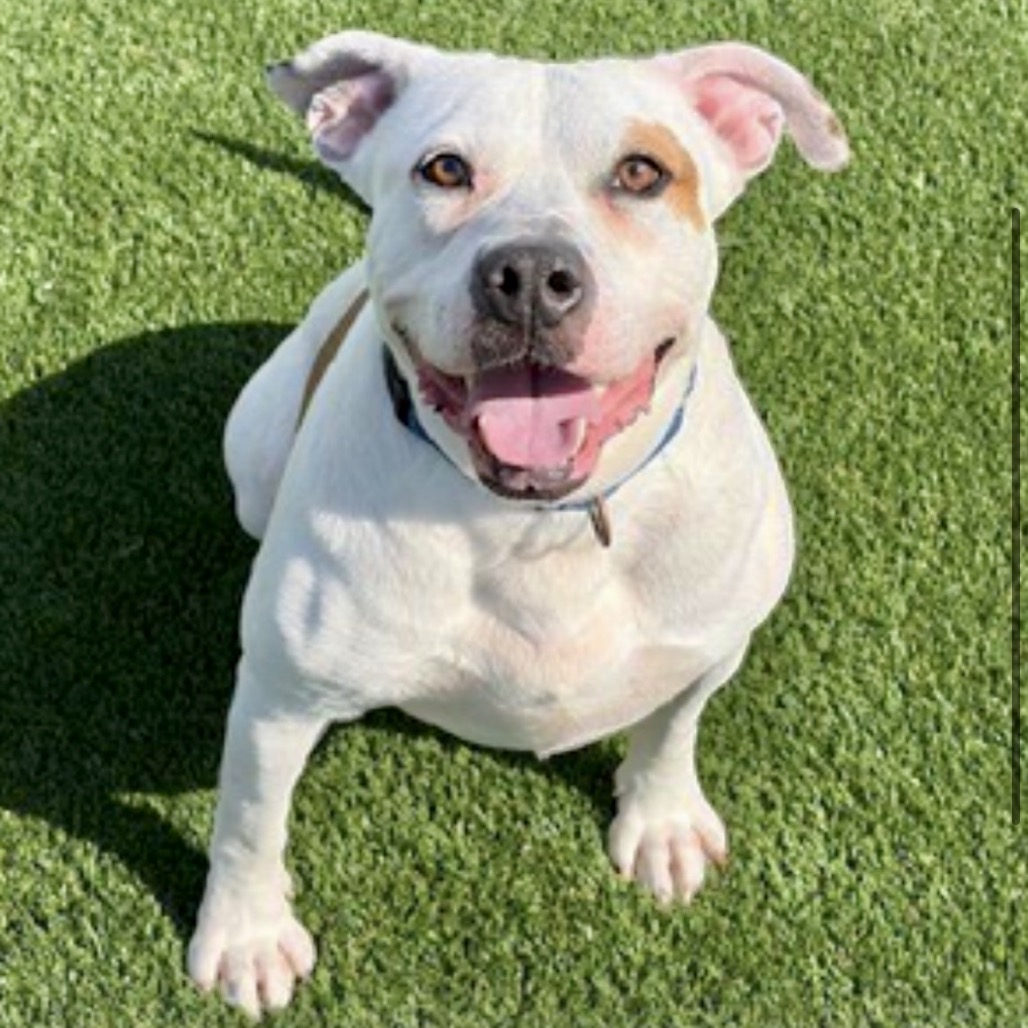 Brad Pitt, a large white dog