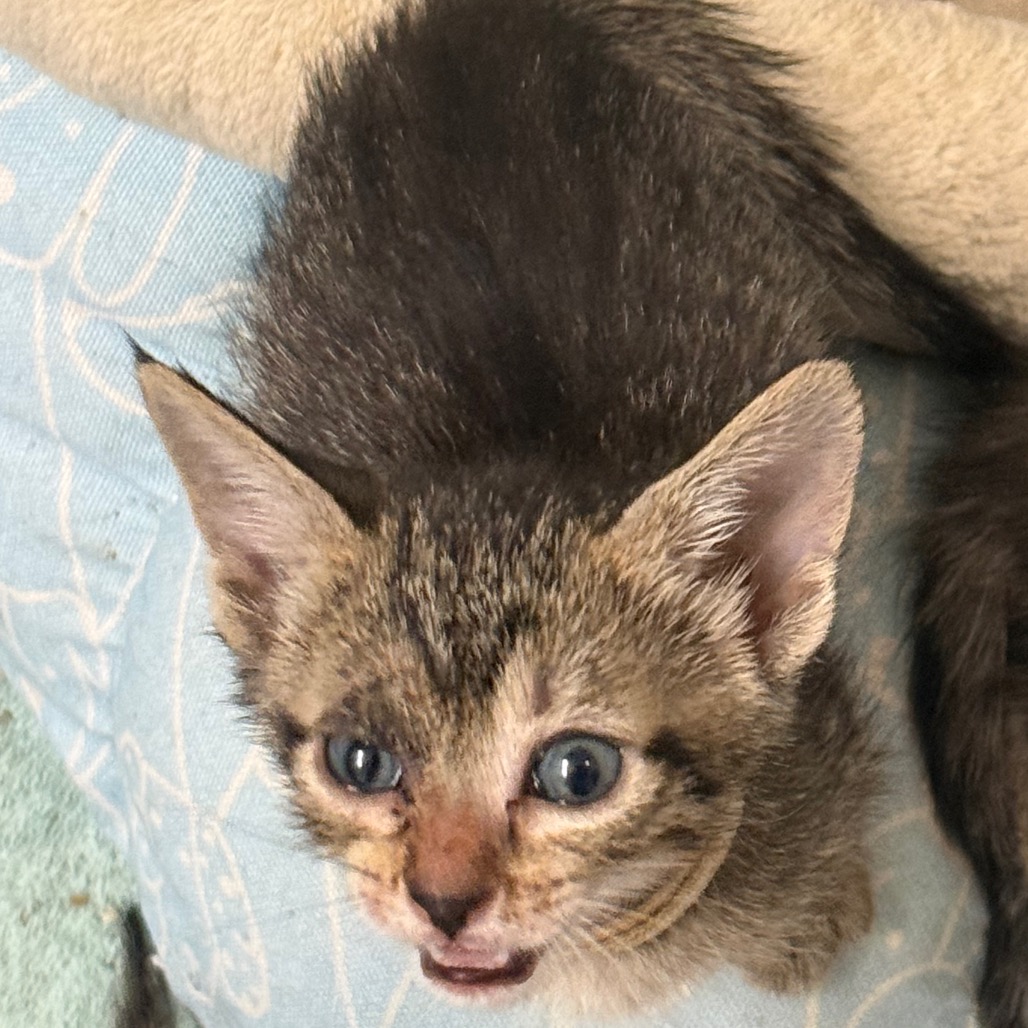 ROULETTE - Domestic Shorthair available for adoption