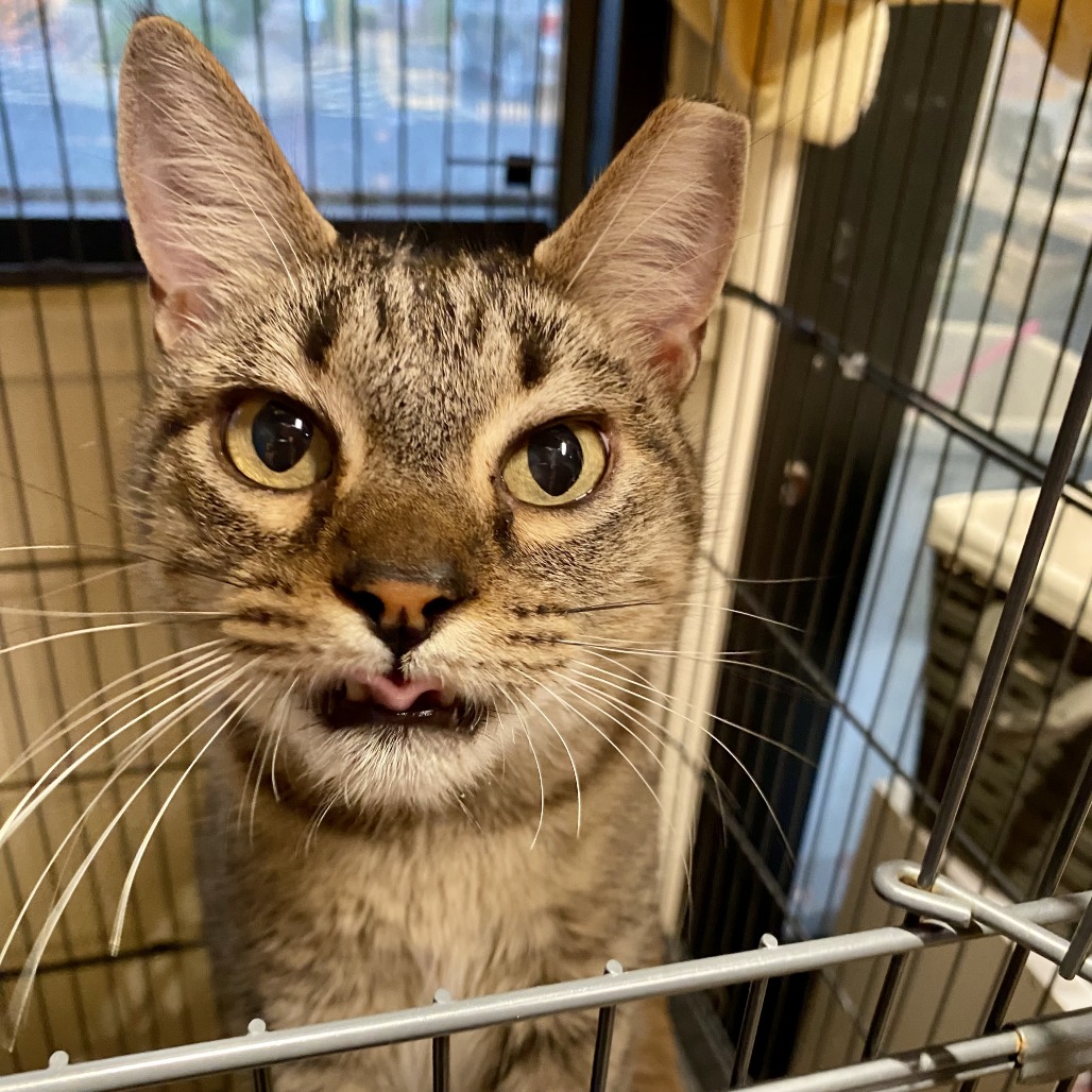 ANNIE - Domestic Shorthair available for adoption