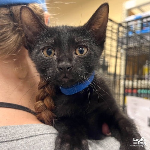 COAL - Domestic Shorthair available for adoption