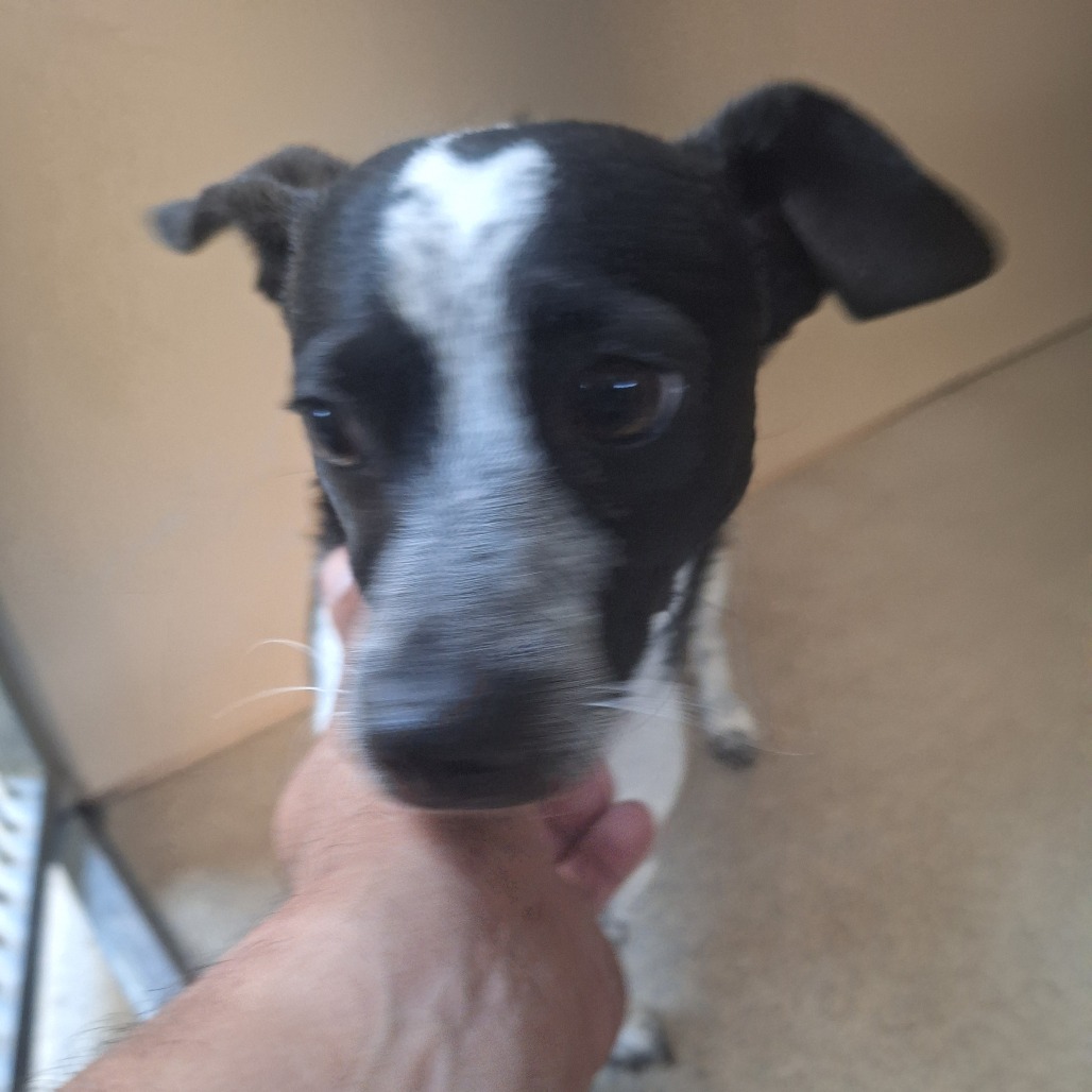  Kennel#26(Otis)'s preview photo