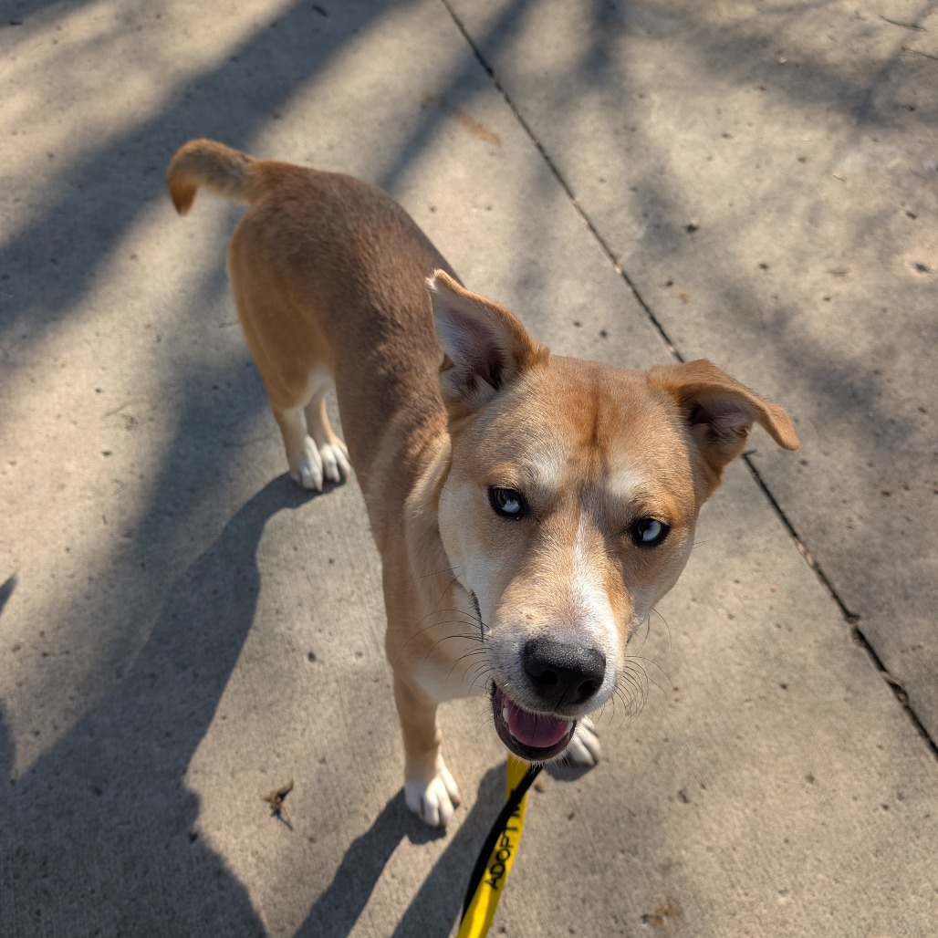 Koda — thumbnail 5