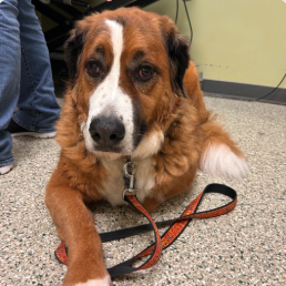 Fletcher, adopted