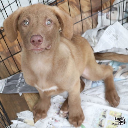 MS. VICKI - Retriever, Labrador / Retriever, Chesapeake Bay available for adoption