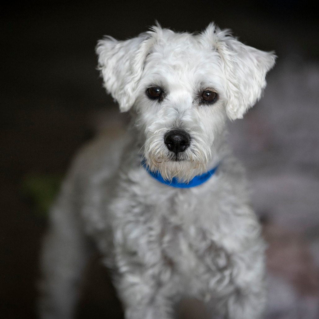 NEMO (AG26-118) - Schnauzer, Miniature / Poodle, Miniature available for adoption
