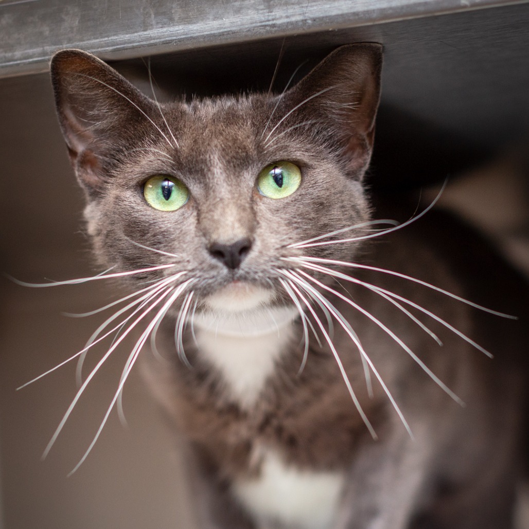 BABS - Domestic Shorthair available for adoption