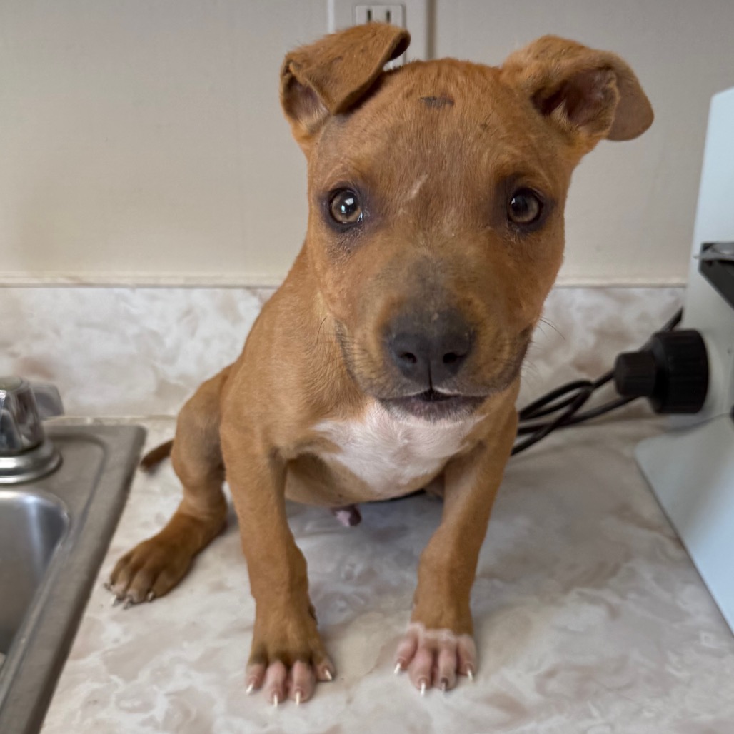 Tusc Stray 83736 2 3 4 5 6