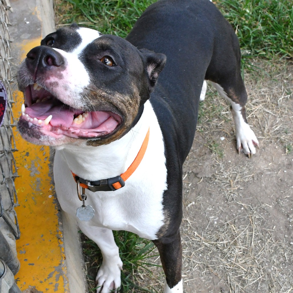 TOYA - Terrier, Pit Bull / Retriever, Labrador available for adoption