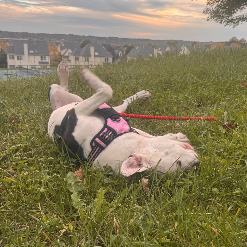 Peppa, photo 8