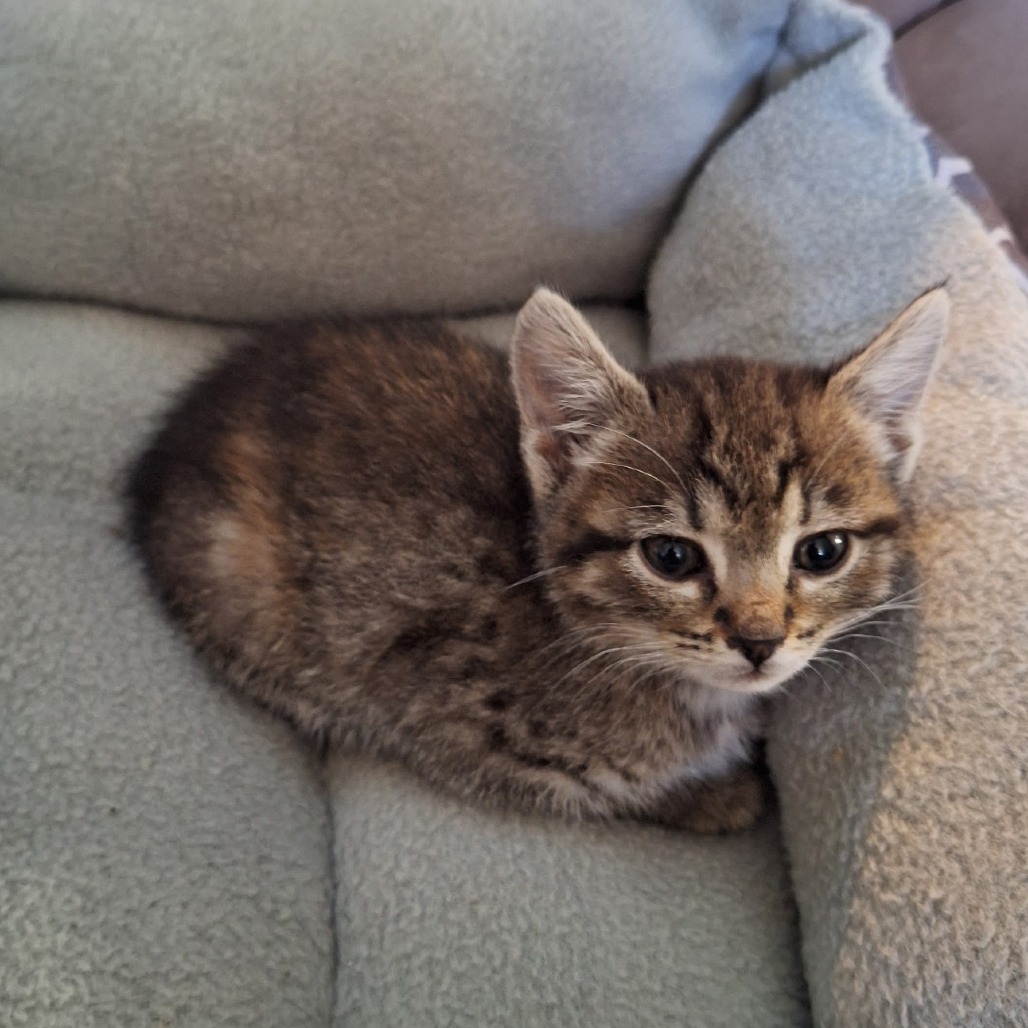 ZENNA - Domestic Shorthair available for adoption