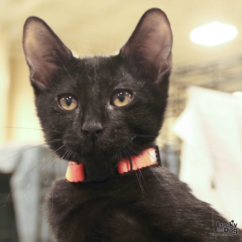 CHAR - Domestic Shorthair available for adoption