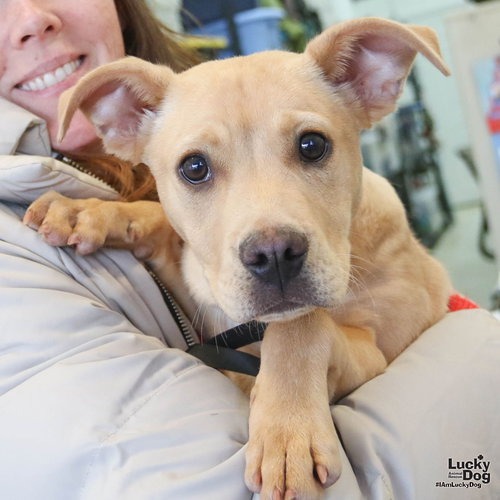 MAGGIE - Retriever, Labrador / Mix available for adoption